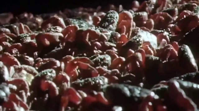 Aquatic Animals Take To Land | 120 million crabs spawning on one beach