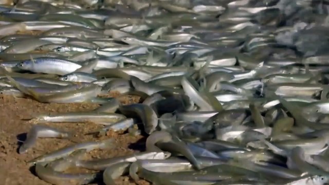 Aquatic Animals Take To Land | Why are these fish beaching theselves