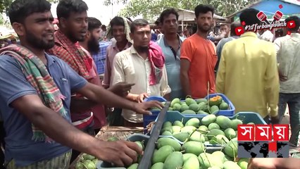 গাছ থেকে সুস্বাদু গোপালভোগ আম নামাতে পেরে খুশি বাগান মালিকরা - Rajshahi Mango - Gopalbhog - Somoy TV