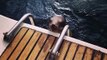 Un jeune lion de mer blessé vient demander de l'aide à des touristes sur un bateau en Californie