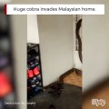 Un cobra royal essaie de rentrer dans une maison en Malaisie