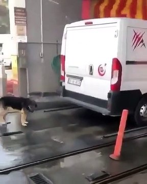 Quand ton chien attend son tour au lave-auto...