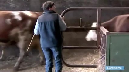 De la vache au verre de lait