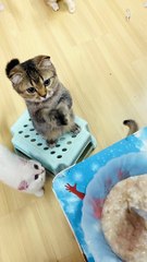 Kitty Bows and Begs for Food