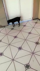 SAI DEMÔNIO DESSE CACHORRO DOIDO