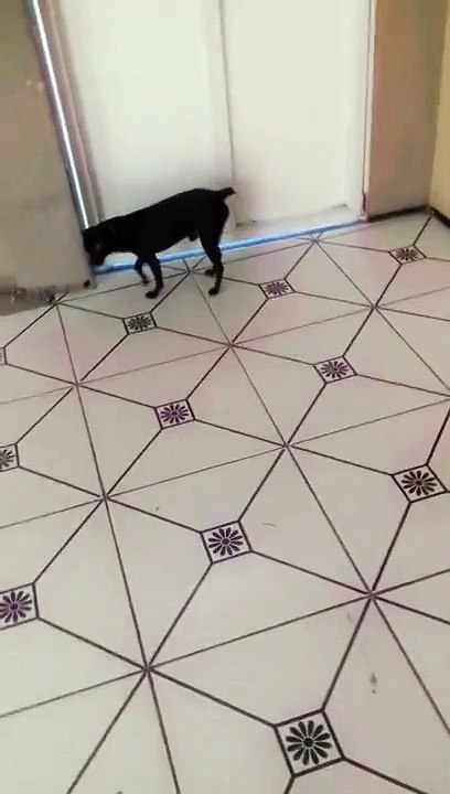 SAI DEMÔNIO DESSE CACHORRO DOIDO