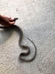 Otomobilin alt kısmına giren yılanı itfaiye çıkardı