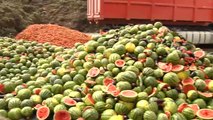 Tiran 150.000 kilos de sandía, melón y otras verduras en Almería