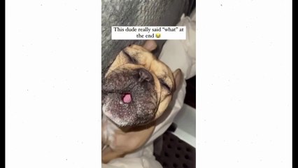 TRY NOT TO LAUGH while watching Funny Dogs Video - Dog's life is comedy ( 1080 X 1920 )