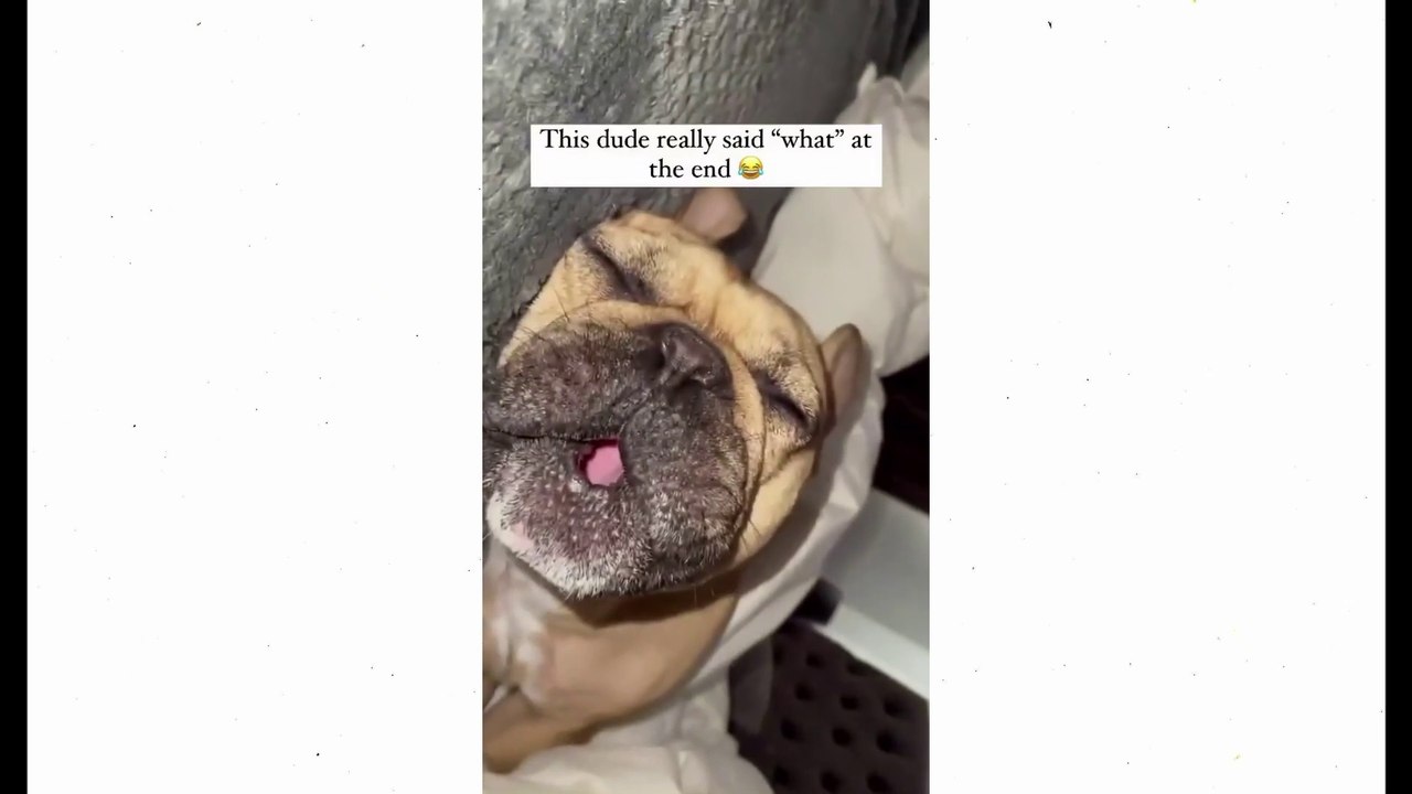 TRY NOT TO LAUGH while watching Funny Dogs Video - Dog's life is comedy ( 1080 X 1920 )