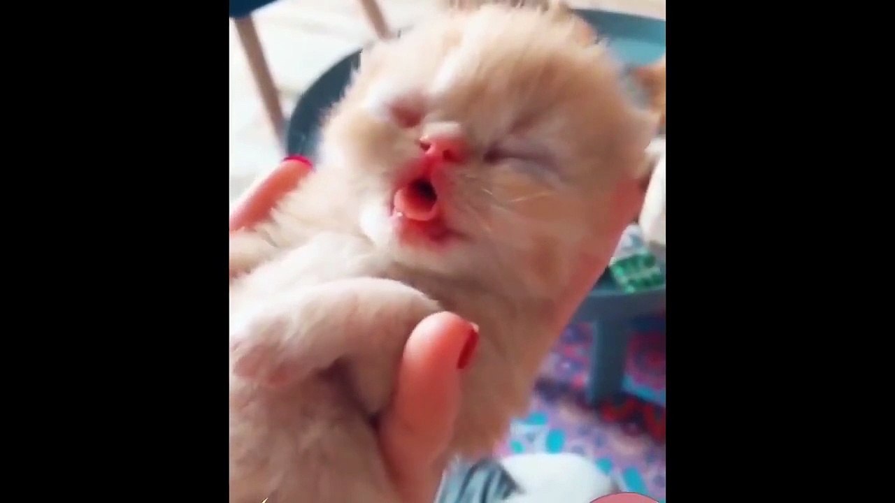FUNNY and CUTE Kittens [Compiled]
