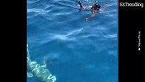 Hombre nada en medio de tiburones para rescatar a un pequeño pájaro