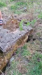 Rescuing a Dog Stranded in Water Gutter