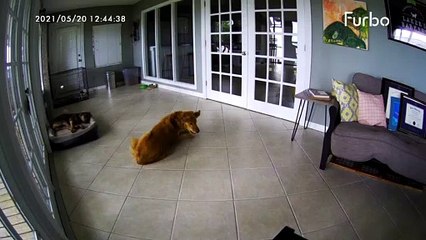 Catahoula Helps Stop Golden's Seizures