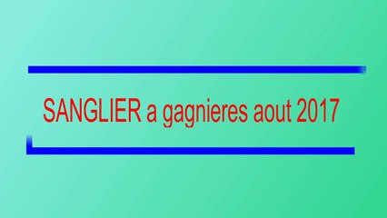 SANGLIER A GAGNIERES AOUT 2017