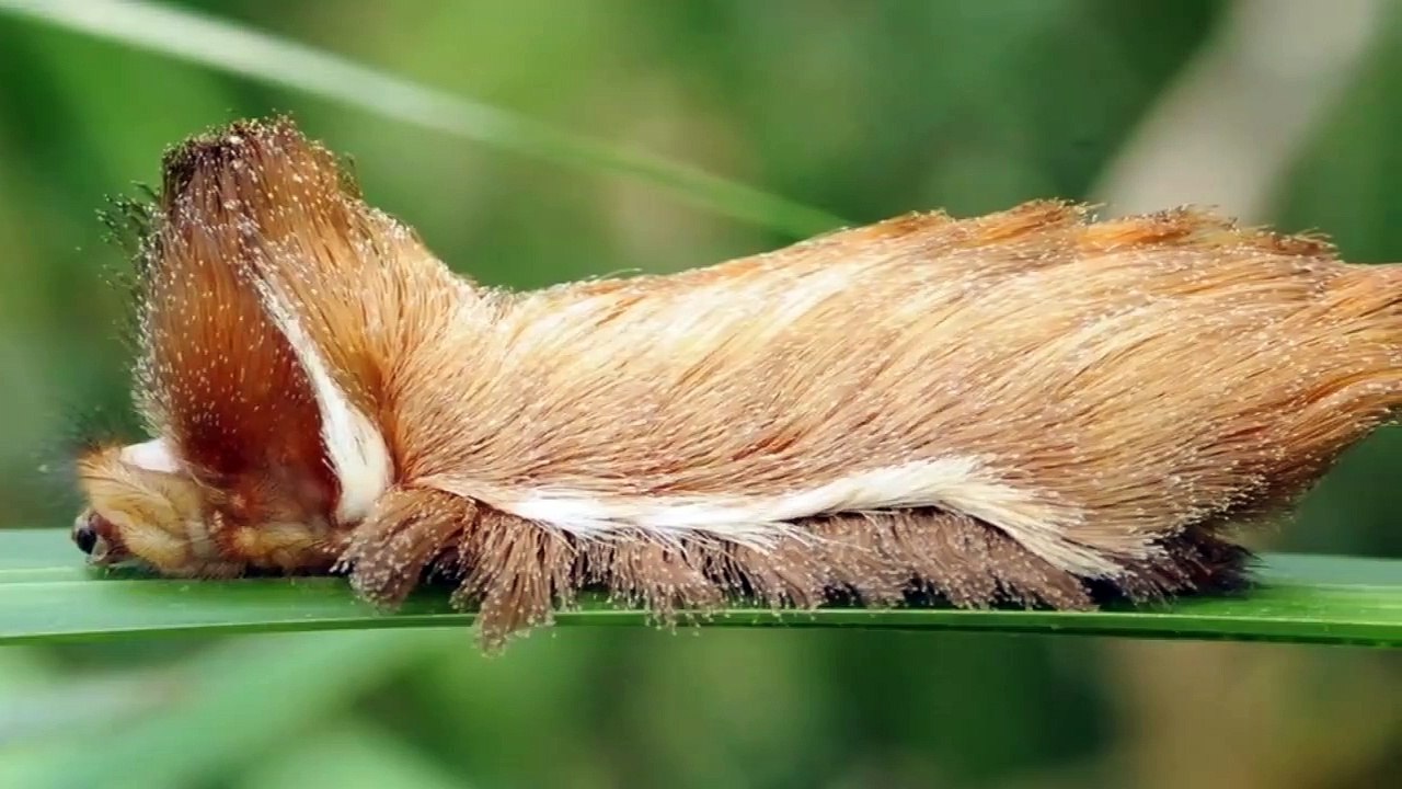 10 INSETOS MAIS PERIGOSOS DO MUNDO