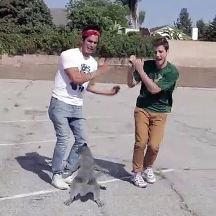 Aaron's Animals - Cat Whips it.