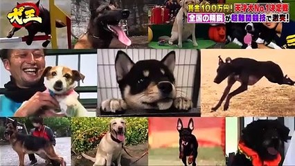 バラエティ 無料視聴 - バラエティー無料視聴 ー  坂上どうぶつ王国 動画　2021年5月28日