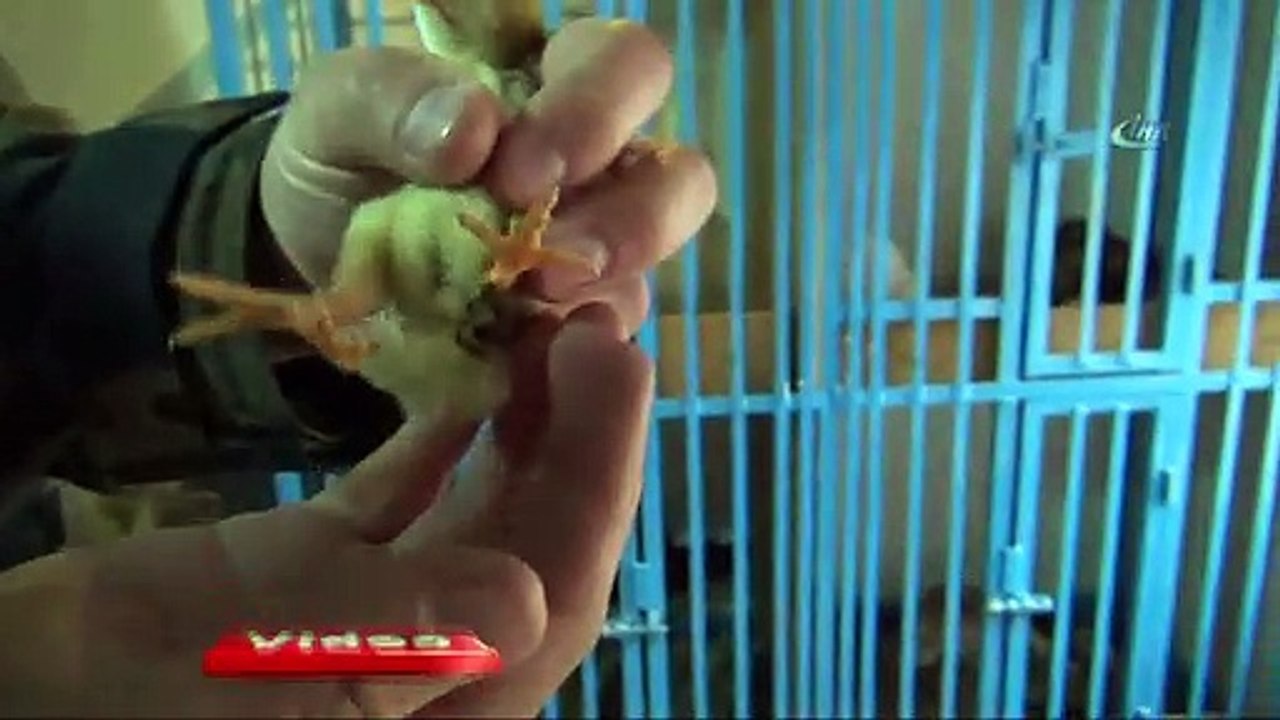 Dört ayaklı civciv görenleri şaşırtıyor