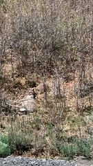 Mountain Lion Drags a Deer Away for Dinner