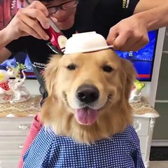 Cute baby animals Videos Compilation cute moment of the animals #33