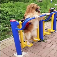 Cute baby animals Videos Compilation cute moment of the animals #34