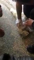 Kalbi duran kediyi masaj yaparak kurtaran doktorlar