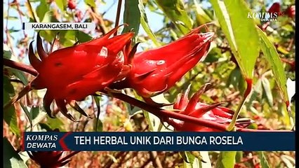 Teh Herbal Unik Dari Bunga Rosela Yang Kaya Manfaat