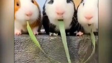 Three Hamster Fighting over food