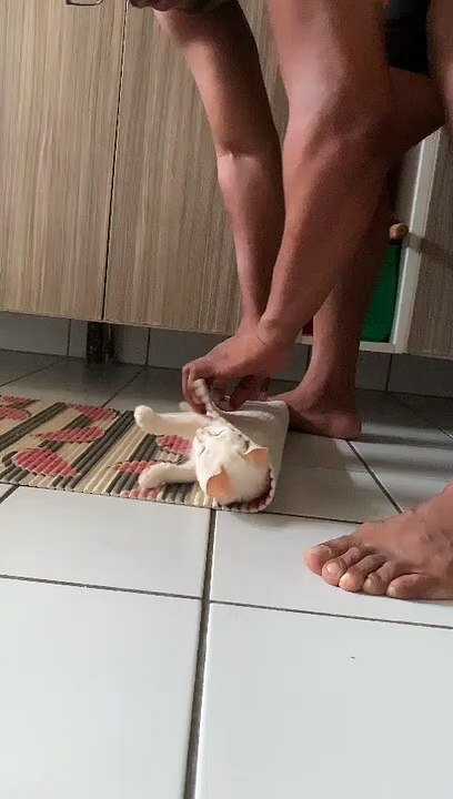 Kitty Makes a Cute Sushi Roll