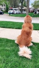 Freddie Gets Excited When the Ice Cream Truck Arrives