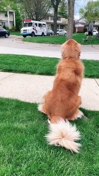 Freddie Gets Excited When the Ice Cream Truck Arrives