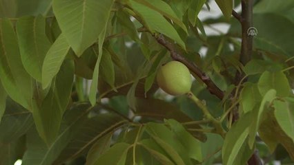 Ceviz ithalatının yerli üretim sayesinde 2023'te bitirilmesi hedefleniyor