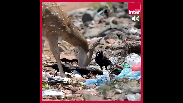 Les pirates du plastique, une mission : dépolluer la Méditerranée - La chronique environnement