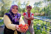 Televizyonda görüp Osmanlı çileği dikti, şimdi telefonla sipariş yağıyor