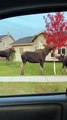 Roaming Moose Make a Meal Out of Residential Trees