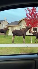 Roaming Moose Make a Meal Out of Residential Trees