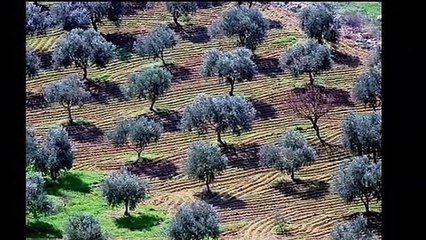أجمل 30 صورة من فلسطين الحبيبة