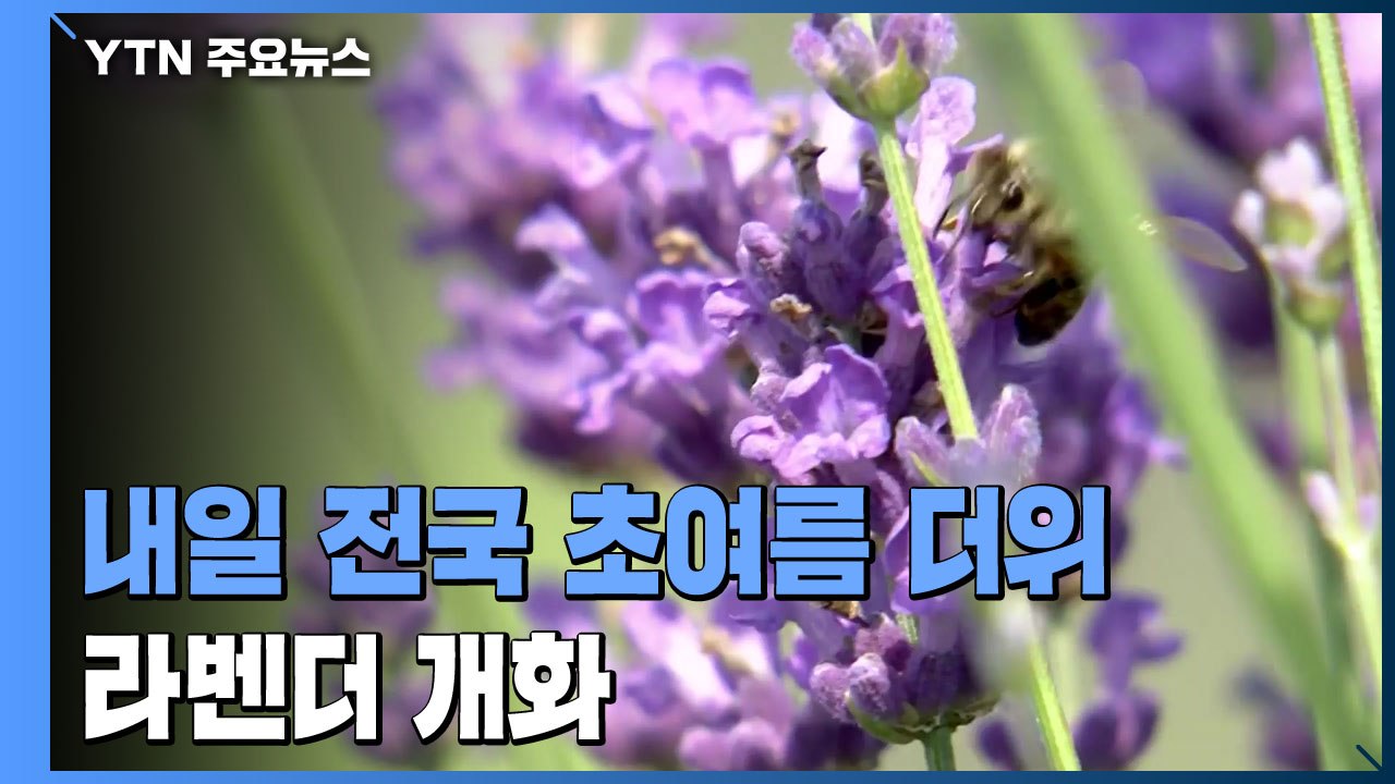 [날씨] 내일 낮 동안 맑고 전국 초여름...라벤더 개화 / YTN