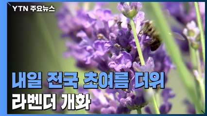[날씨] 내일 낮 동안 맑고 전국 초여름...라벤더 개화 / YTN
