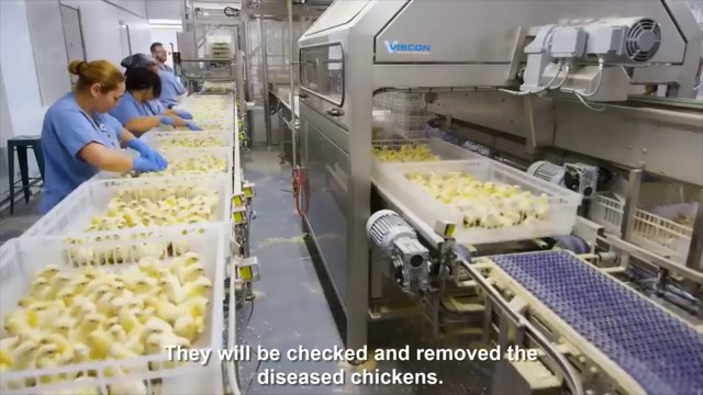 Milyonlarca Civciv Nasıl Üretiliyor ve Piliçler Sofranıza Nasıl Geliyor? -How Are Millions of Chicks Produced and How Do Chicken Coming to Your Table?