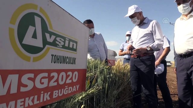 ADIYAMAN - Kuraklığa dayanaklı 'Egemen' ve 'Akşir' isimli tohumlar geliştirildi (2)