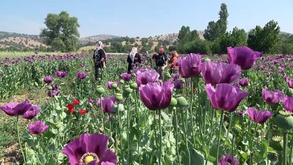 MANİSA - Haşhaş ekili tarlalar görsel şölen sunuyor