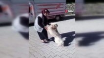 Kaybolan köpeğin sahibiyle duygulandıran buluşma anları kamerada