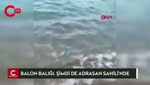 Balon balığı Alanya ve Kemer'den sonra şimdi de Adrasan Sahili'nde görüldü