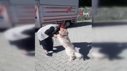 Kaybolan köpeğin sahibiyle duygulandıran buluşma anları kamerada