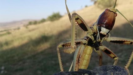 20 santim boyundaki etçil çekirge görenleri hayrete düşürdü