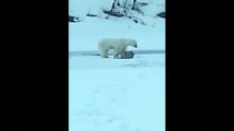 Rescatan en Siberia a una osa polar desorientada y la trasladan al zoológico de Moscú