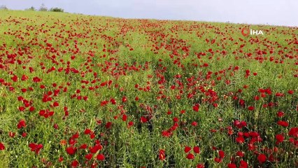 Tekirdağ'da tarlalar kırmızıya boyandı