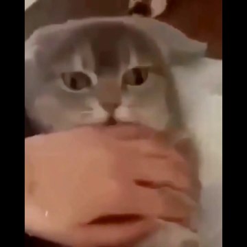 Cute and Funny Cat Videos to Keep You Smiling!